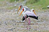 Yellow-billed Stork